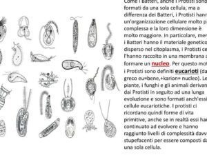 Esempi di Protisti: Scopri le Curiosità più Affascinanti