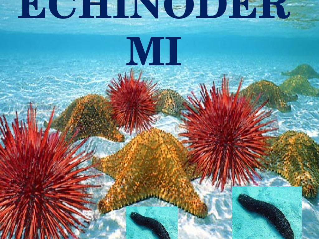 Esplorando gli Echinodermi: Esempi e Curiosità da Scoprire!