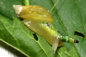 Parassitismo: Esempi e comportamenti nell'ambiente naturale