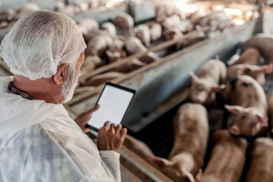 Scopri i Segreti degli Onnivori: Esempi e Approfondimenti Esclusivi!