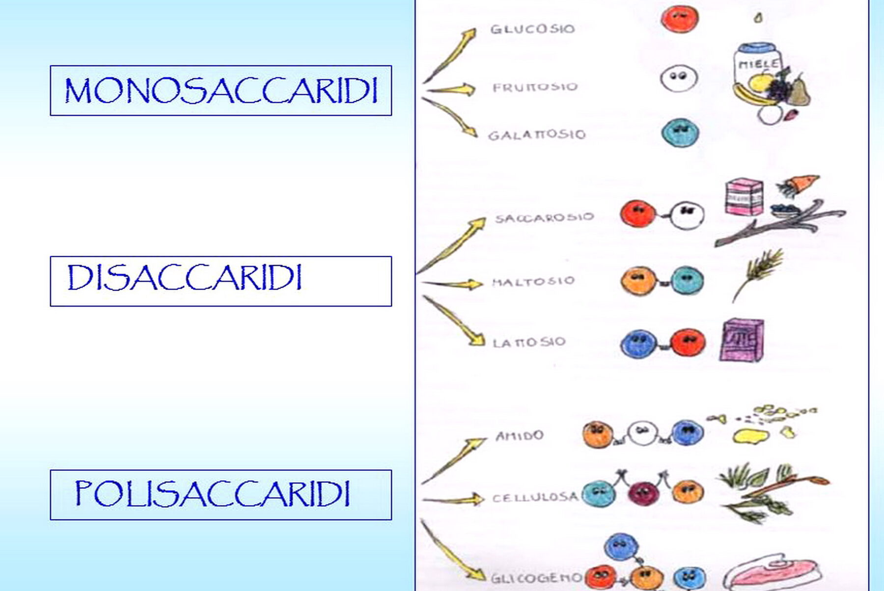 Disaccaridi Esempi: Scopri Tutti i Tipi e le Loro Funzioni Essenziali!