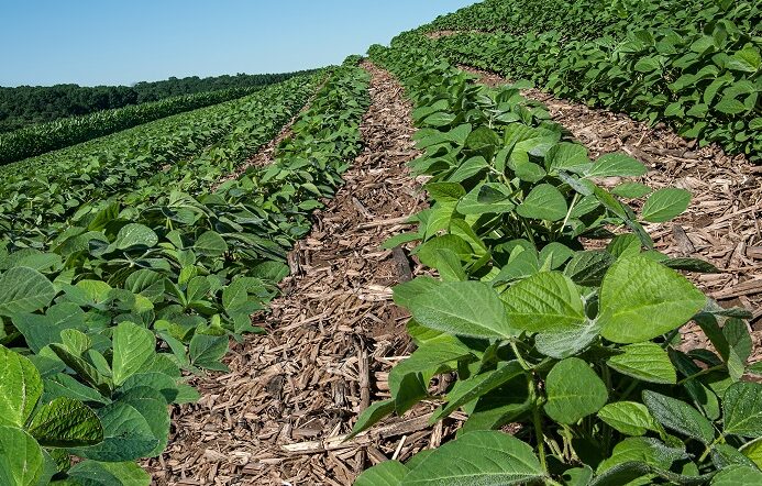 Esempi Rotazione Delle Colture: Scopri Come Ottimizzare il Tuo Raccolto!