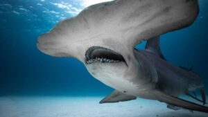 Pesci Cartilaginei: Esempi e Caratteristiche dei Principali Esemplari nel Mondo